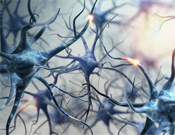 redes de nervios y neuronas