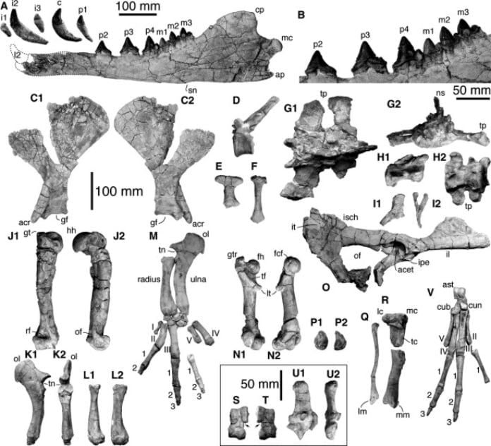 Huesos mandibulares y poscraneales de Peregocetus pacificus