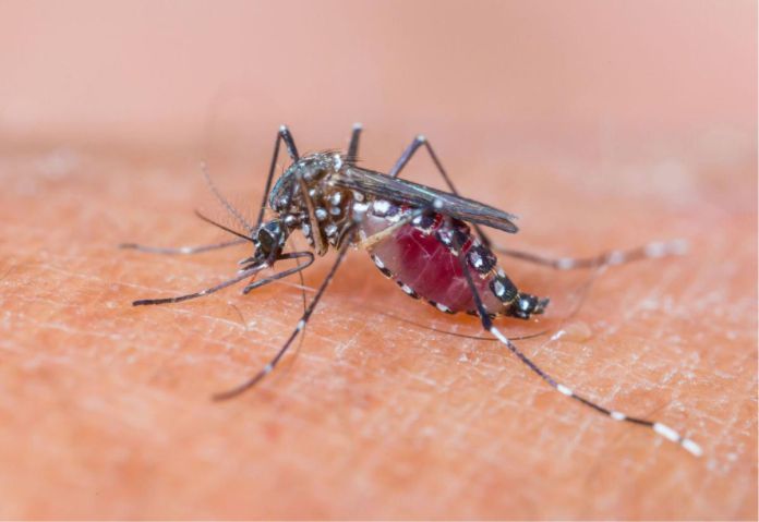 mosquitos hembras del género Anopheles