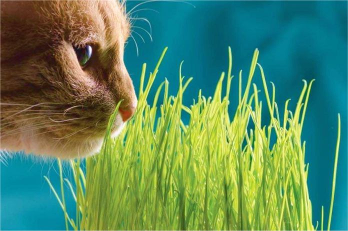 La verdadera razón por la que gatos y perros comen hierba