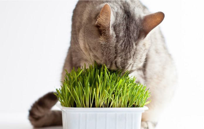 gato comiendo hierba