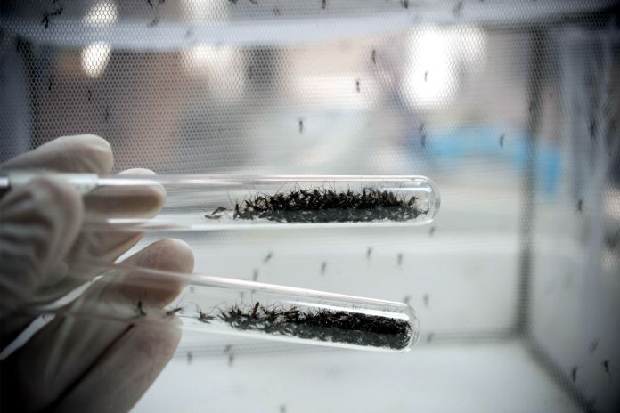 Anticuerpos para  detener la transmisión del dengue