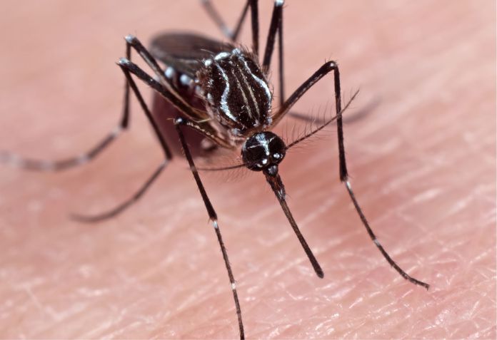 Los mosquitos diseñados para detener la transmisión del dengue