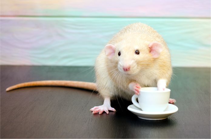 Varios estudios han demostrado que el consumo de café mina el desarrollo de algunas enfermedades en ratas y ratones