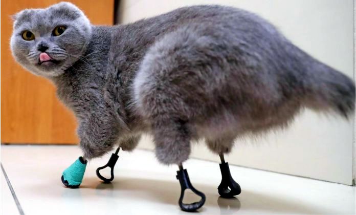 Esta gata puede ponerse de pie gracias a unas geniales prótesis de titanio