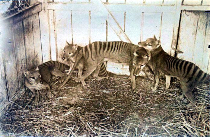 Esta grabación de 1935 revela las últimas imágenes conocidas del extinto tigre de Tasmania