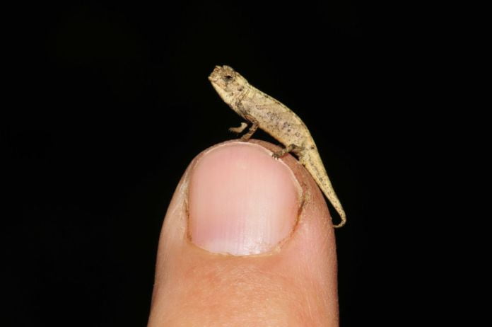 El reptil más pequeño del mundo cabe en la punta de tu dedo