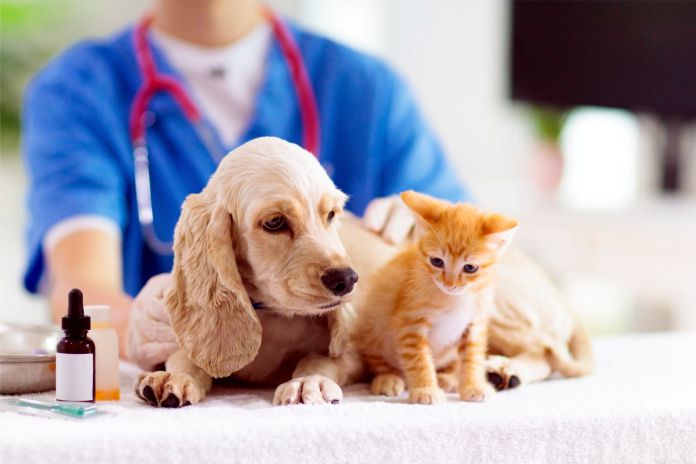 Cuidado con los parásitos en nuestras mascotas