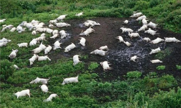 Desastre del lago Nyos