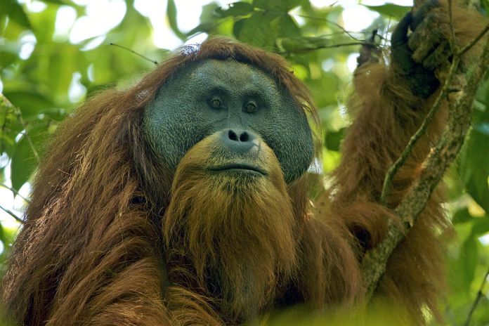 El gran simio más raro de la Tierra pronto podría extinguirse