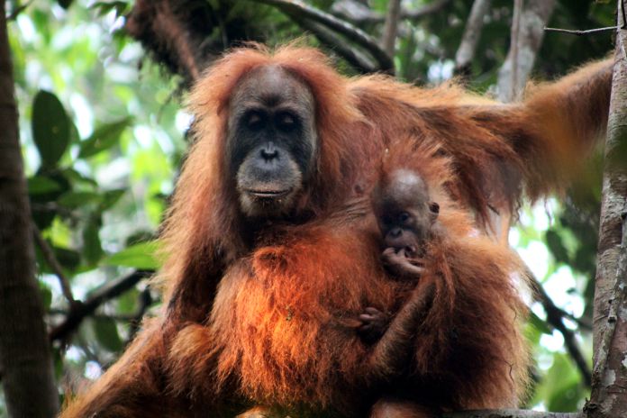 orangután de Tapanuli