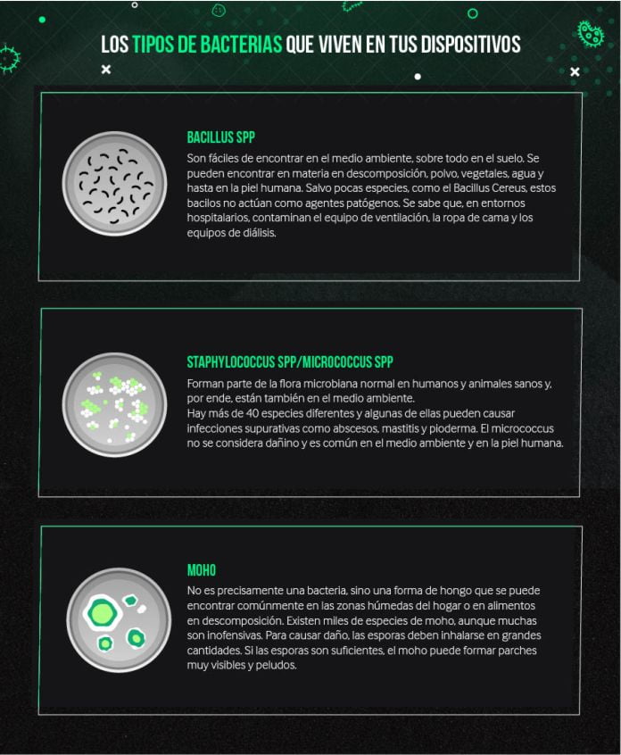 tipos bacterias