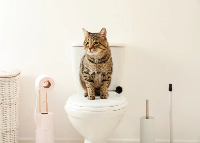 El culo de mi gato toca todas las superficies donde se sienta