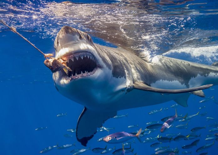 Cuántos dientes tiene un tiburón