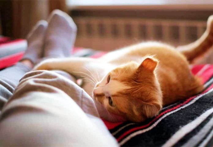 La razón por la que a tu gato le gusta dormir a los pies de la cama