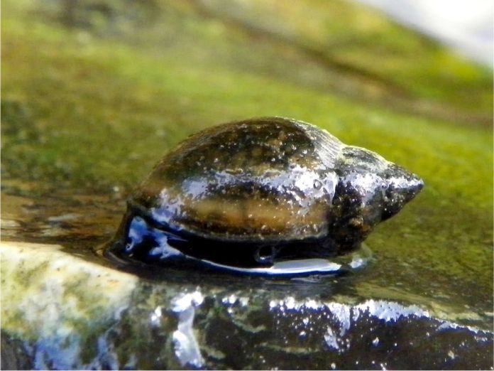 Caracoles de agua dulce