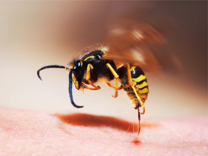 Cómo el veneno de abeja podría convertirse en un tratamiento efectivo para el cáncer de mama