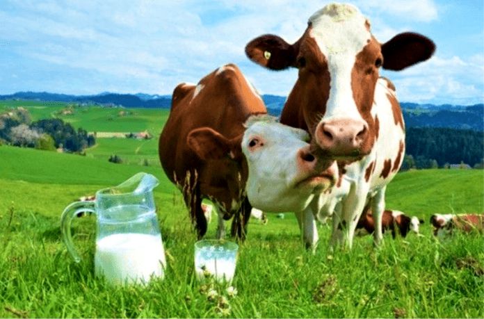 Consumo leche de vaca