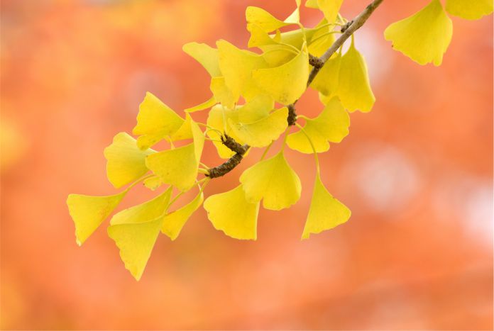 Cuándo envejece un árbol de ginkgo