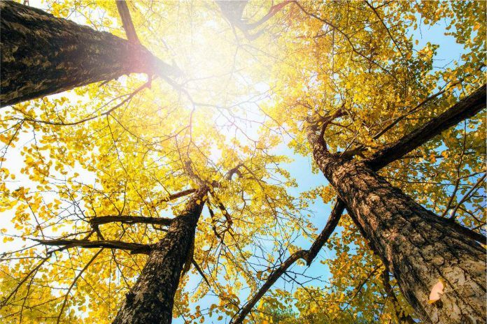 El secreto de la longevidad del Ginkgo biloba, 'el árbol que no envejece'