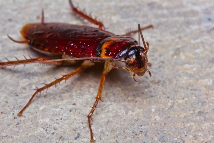 El secreto de supervivencia de las cucarachas que las hace 'casi inmortales'