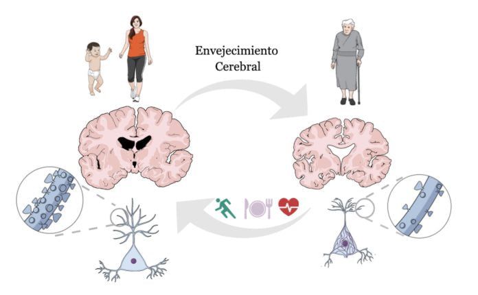 Envejecimiento cerebral