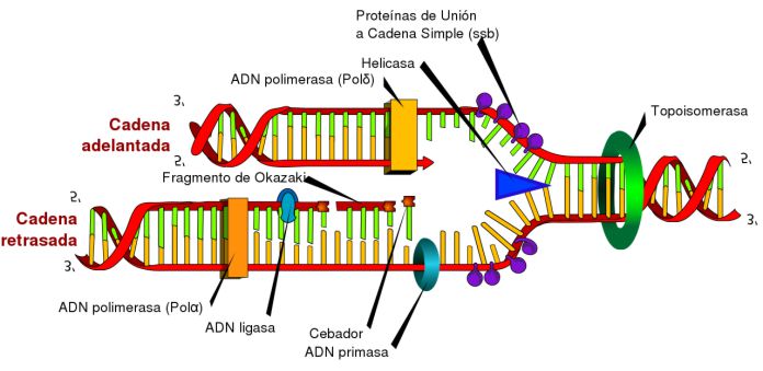 Esquema representativo de la replicación del ADN