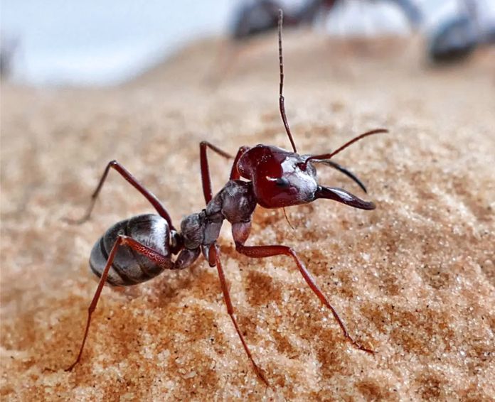 Estas son las hormigas más rápidas del planeta
