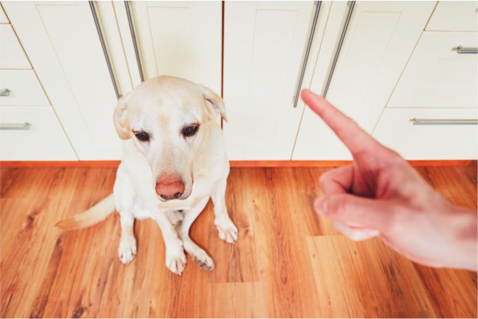 Los efectos negativos a largo plazo que los gritos pueden tener en tu perro