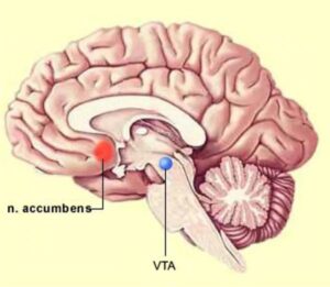 Núcleo accumbens