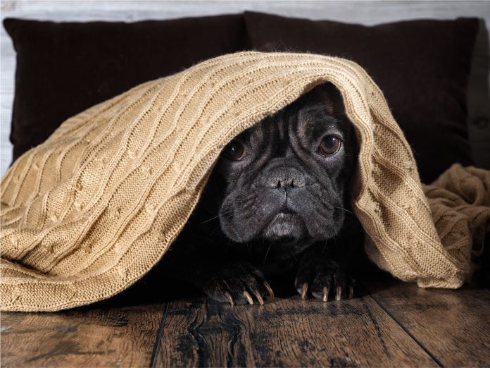 Perro asustado tormentas eléctricas