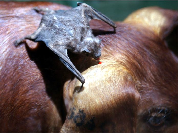 Representación de un murciélago vampiro atacando a un cerdo