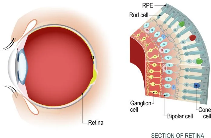 Sección de retina