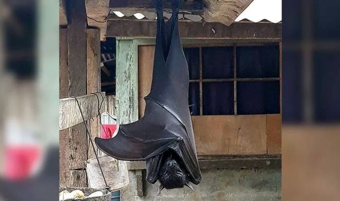 Zorros voladores, realmente existen murciélagos del tamaño de un humano