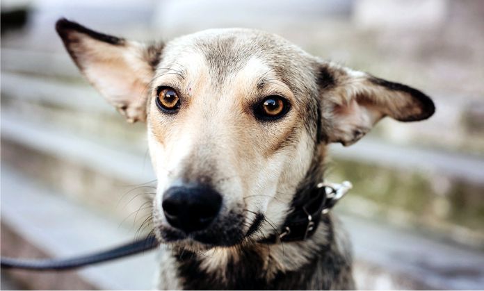 el entrenamiento aversivo tiene un impacto negativo en el perro