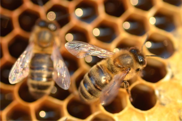 las abejas sin aguijón reina normalmente solo se aparean con un macho