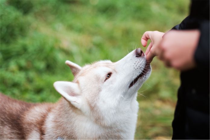 perros con adiestramiento basado en recompensas