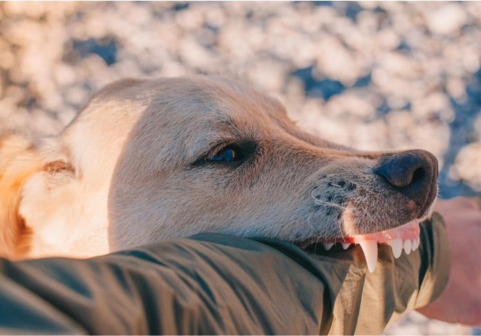 Cuáles son las razas de perros que tienden a morder