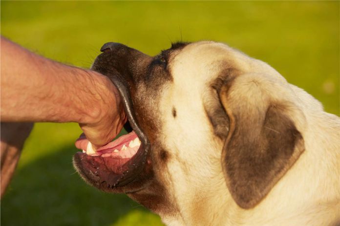 Los riesgos para tu salud en caso de sufrir una mordedura de perro (o incluso una simple lamida)