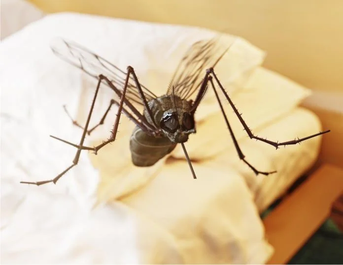 cómo los mosquitos pueden detectar la sudoración humana