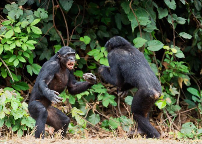 pelea de chimpancés