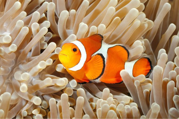 Buscando a Nemo le mintió a tus hijos