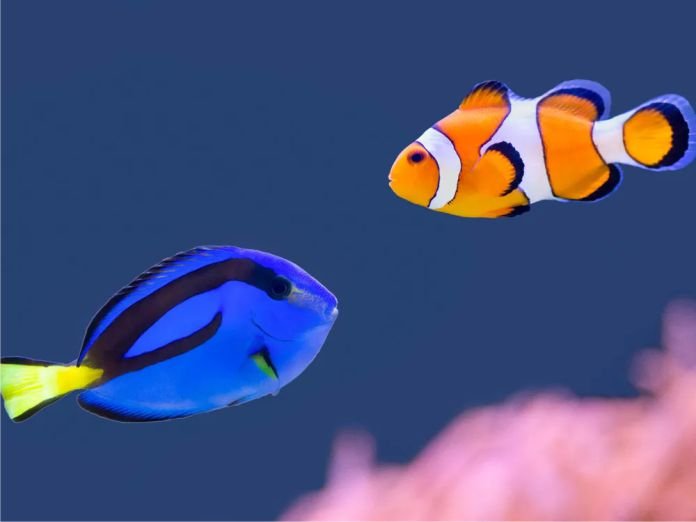Buscando a Nemo mintió en su historia, la película ocultó la realidad sexual de los peces payaso