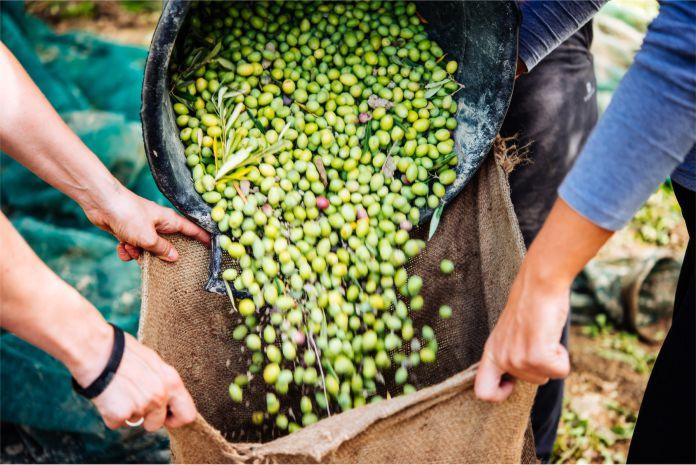 Cosecha de aceitunas en Sicilia, Italia