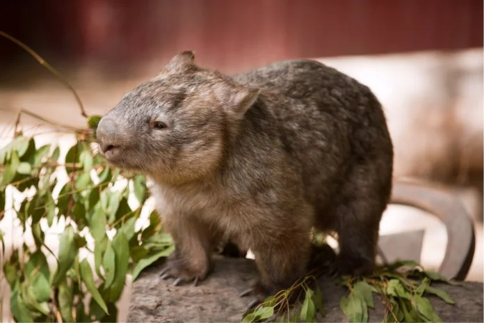 La explicación científica de la caca en forma de cubo que producen los adorables wombats
