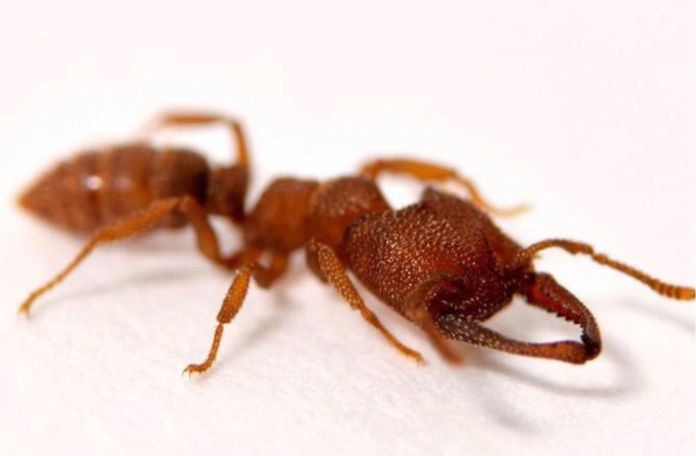 La hormiga drácula, el insecto que registra el movimiento de animales más rápido del planeta
