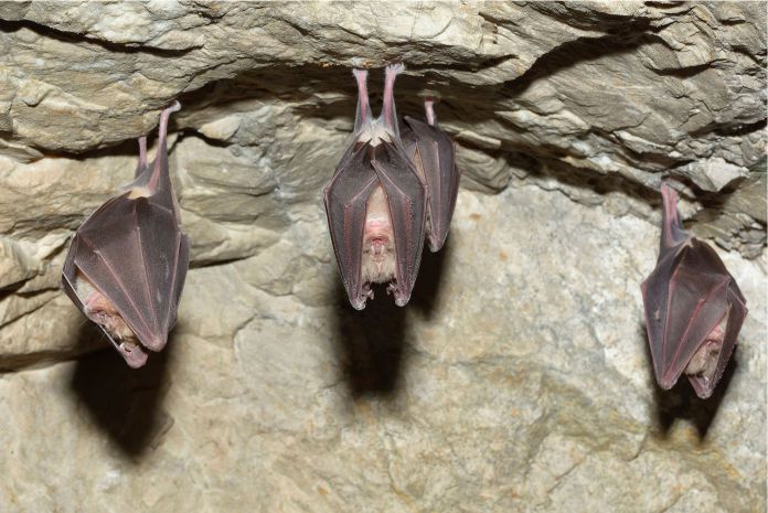 Las razones por las que los murciélagos se posan boca abajo