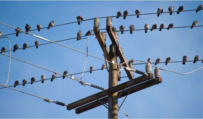 ¿Por qué los pájaros no se electrocutan en las líneas eléctricas? | GM