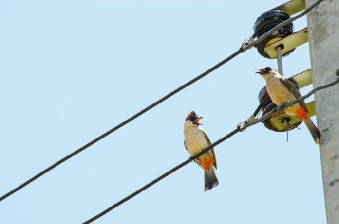 Por qué los pájaros no se electrocutan cuando se posan sobre las líneas eléctricas