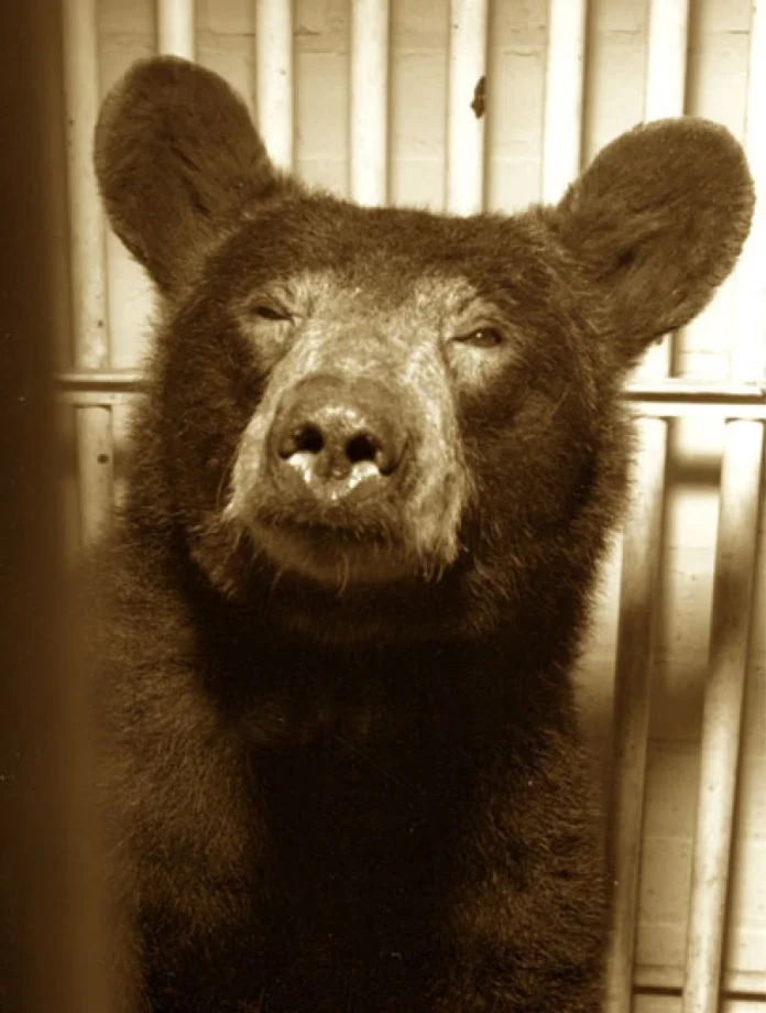 Yogi, um urso negro americano usado como cobaia.